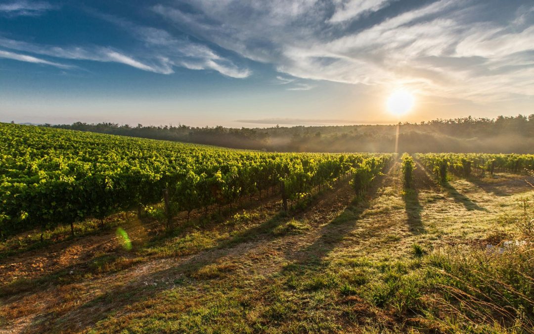 Séminaires dans les vignobles bordelais